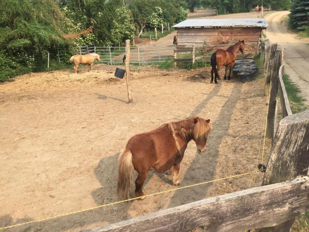 Grosse Wohnung / Haushaelfte In Peetzig Am See Angermunde Dış mekan fotoğraf